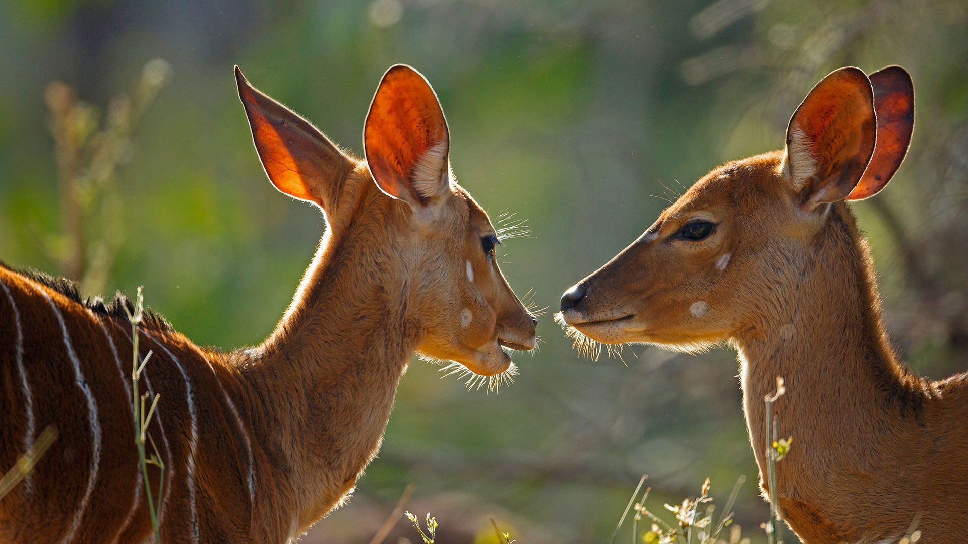 Nyala-Weibchen im Kruger-Nationalpark, Südafrika (© Richard Du Toit/Minden Pictures) Bing Everyday Wallpaper 2017-07-29, q391np [Bing Everyday Wall Paper 2017-07-29] url = http://www.bing.com/az/hprichbg/rb/Nyala_DE-DE11787993086_1920x1080.jpg