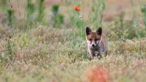 Junger Rotfuchs in der Lausitz, Sachsen, Deutschland (© Kevin Prönnecke/imageBROKER/Alamy Stock Photo) Bing Everyday Wallpaper 2017-08-01
/tmp/UploadBeta0lSMOo [Bing Everyday Wall Paper 2017-08-01] url = http://www.bing.com/az/hprichbg/rb/RotfuchsSachsen_DE-DE9781530206_1920x1080.jpg

File Size (KB): 278.93 KB
Last Modified: November 26 2021 17:21:32
