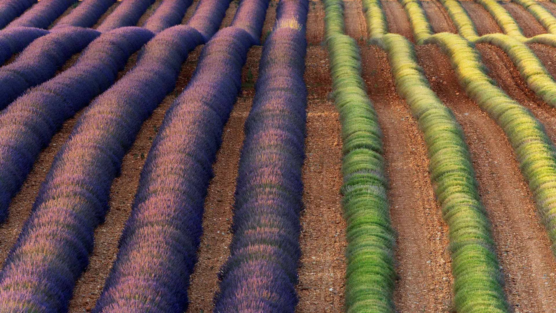 瓦朗索勒薰衣草田，法国普罗旺斯 (© Frank Krahmer/Panorama Stock) Bing Everyday Wallpaper 2017-08-03, Os3Tko [Bing Everyday Wall Paper 2017-08-03] url = http://www.bing.com/az/hprichbg/rb/LavenderProvence_ZH-CN9151247848_1920x1080.jpg
