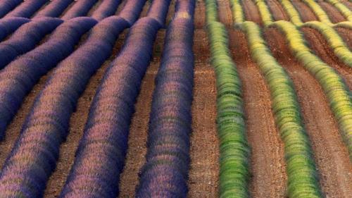 瓦朗索勒薰衣草田，法国普罗旺斯 (© Frank Krahmer/Panorama Stock) Bing Everyday Wallpaper 2017-08-03
/tmp/UploadBetaOs3Tko [Bing Everyday Wall Paper 2017-08-03] url = http://www.bing.com/az/hprichbg/rb/LavenderProvence_ZH-CN9151247848_1920x1080.jpg

File Size (KB): 333.32 KB
Last Modified: November 26 2021 17:21:33
