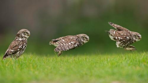 A little owl hunting on the ground (© Andy Rouse/Minden Pictures) Bing Everyday Wallpaper 2017-08-04
/tmp/UploadBetaNnXYgs [Bing Everyday Wall Paper 2017-08-04] url = http://www.bing.com/az/hprichbg/rb/LittleOwl_EN-GB16732461298_1920x1080.jpg

File Size (KB): 324.93 KB
Last Modified: November 26 2021 17:21:30

