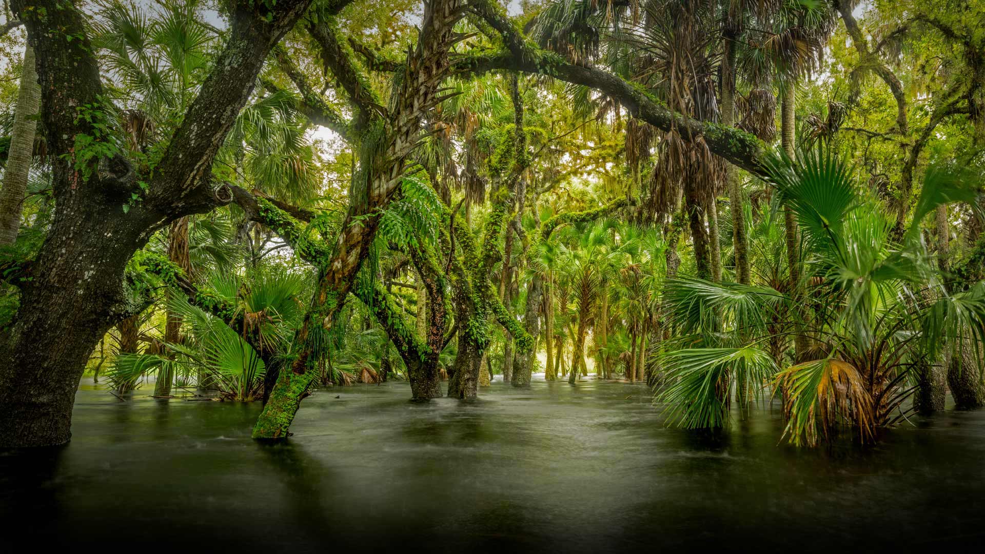 Sumpfgebiet im Myakka River State Park, Florida, USA (© Paul Marcellini/Tandem Stills + Motion) Bing Everyday Wallpaper 2017-08-06, lOZQ1P [Bing Everyday Wall Paper 2017-08-06] url = http://www.bing.com/az/hprichbg/rb/HydricHammock_DE-DE7397123310_1920x1080.jpg