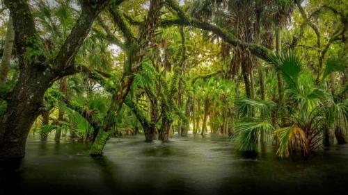 Sumpfgebiet im Myakka River State Park, Florida, USA (© Paul Marcellini/Tandem Stills + Motion) Bing Everyday Wallpaper 2017-08-06
/tmp/UploadBetalOZQ1P [Bing Everyday Wall Paper 2017-08-06] url = http://www.bing.com/az/hprichbg/rb/HydricHammock_DE-DE7397123310_1920x1080.jpg

File Size (KB): 331.64 KB
Last Modified: November 26 2021 17:21:34
