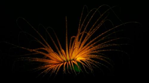 管海葵之缩时摄影 (© Coral Morphologic) Bing Everyday Wallpaper 2017-08-24
/tmp/UploadBeta7uLN7K [Bing Everyday Wall Paper 2017-08-24] url = http://www.bing.com/az/hprichbg/rb/TubeAnemone_ZH-CN8077113499_1920x1080.jpg

File Size (KB): 128.03 KB
Last Modified: November 26 2021 17:21:30
