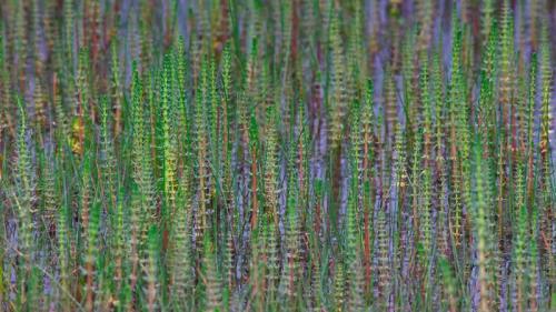 青藏高原中常见的杉叶藻，中国 (© Dong Lei/Minden Pictures) Bing Everyday Wallpaper 2017-08-27
/tmp/UploadBetaiPtCtj [Bing Everyday Wall Paper 2017-08-27] url = http://www.bing.com/az/hprichbg/rb/BasongcuoNP_ZH-CN9819436811_1920x1080.jpg

File Size (KB): 332.65 KB
Last Modified: November 26 2021 17:21:34
