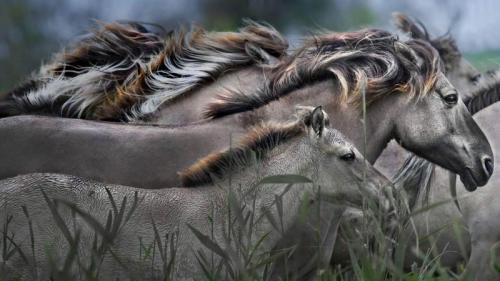 Konik horses running, Oostvaardersplassen Nature Reserve, Netherlands (© Jim Brandenburg/Minden Pictures) Bing Everyday Wallpaper 2017-09-17
/tmp/UploadBetaDrvTS3 [Bing Everyday Wall Paper 2017-09-17] url = http://www.bing.com/az/hprichbg/rb/KonikHorses_EN-US10997581740_1920x1080.jpg

File Size (KB): 330.73 KB
Last Modified: November 26 2021 17:21:47
