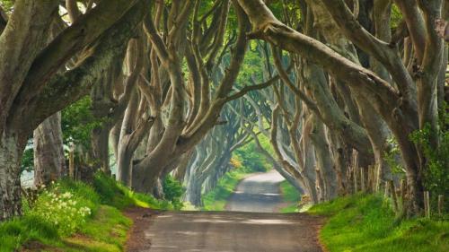 The Dark Hedges in County Antrim, Northern Ireland (© eye35.pix/Alamy) Bing Everyday Wallpaper 2017-09-20
/tmp/UploadBetakBvqmp [Bing Everyday Wall Paper 2017-09-20] url = http://www.bing.com/az/hprichbg/rb/DarkHedges_EN-GB11348127639_1920x1080.jpg

File Size (KB): 324.08 KB
Last Modified: November 26 2021 17:21:50
