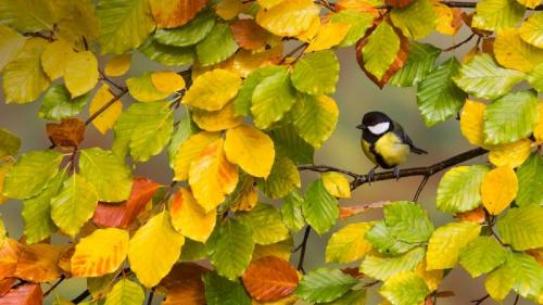 A great tit perched on a branch (© Frederic Desmette/Biosphoto/Minden Pictures) Bing Everyday Wallpaper 2017-09-28
/tmp/UploadBetalwPlwo [Bing Everyday Wall Paper 2017-09-28] url = http://www.bing.com/az/hprichbg/rb/GreatTit_EN-GB11106949506_1920x1080.jpg

File Size (KB): 327.35 KB
Last Modified: November 26 2021 17:21:48
