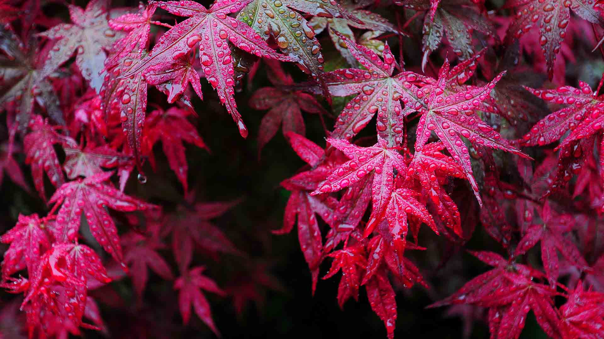 【今日寒露】枫叶上的露滴，中国四川华蓥 (© Jerry Tan/age Fotostock) Bing Everyday Wallpaper 2017-10-08, CXfGn5 [Bing Everyday Wall Paper 2017-10-08] url = http://www.bing.com/az/hprichbg/rb/Mapleleaf_ZH-CN9491310356_1920x1080.jpg