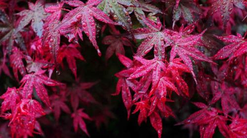 【今日寒露】枫叶上的露滴，中国四川华蓥 (© Jerry Tan/age Fotostock) Bing Everyday Wallpaper 2017-10-08
/tmp/UploadBetaCXfGn5 [Bing Everyday Wall Paper 2017-10-08] url = http://www.bing.com/az/hprichbg/rb/Mapleleaf_ZH-CN9491310356_1920x1080.jpg

File Size (KB): 116.88 KB
Last Modified: November 26 2021 17:21:38
