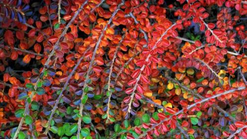 A cotoneaster plant (© Steve Terrill/Danita Delimont) Bing Everyday Wallpaper 2017-10-14
/tmp/UploadBetajiVH3y [Bing Everyday Wall Paper 2017-10-14] url = http://www.bing.com/az/hprichbg/rb/Cotoneaster_EN-AU13253364410_1920x1080.jpg

File Size (KB): 334.14 KB
Last Modified: November 26 2021 17:21:37

