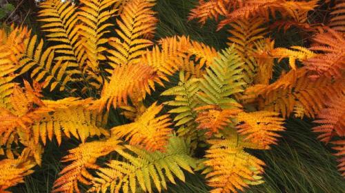 Fern fronds in autumn, Gros Morne National Park, Newfoundland, Canada (© S Meyers/age fotostock) Bing Everyday Wallpaper 2017-10-23
/tmp/UploadBeta56srfA [Bing Everyday Wall Paper 2017-10-23] url = http://www.bing.com/az/hprichbg/rb/AutumnFrond_ROW10660506248_1920x1080.jpg

File Size (KB): 263.11 KB
Last Modified: November 26 2021 17:21:39
