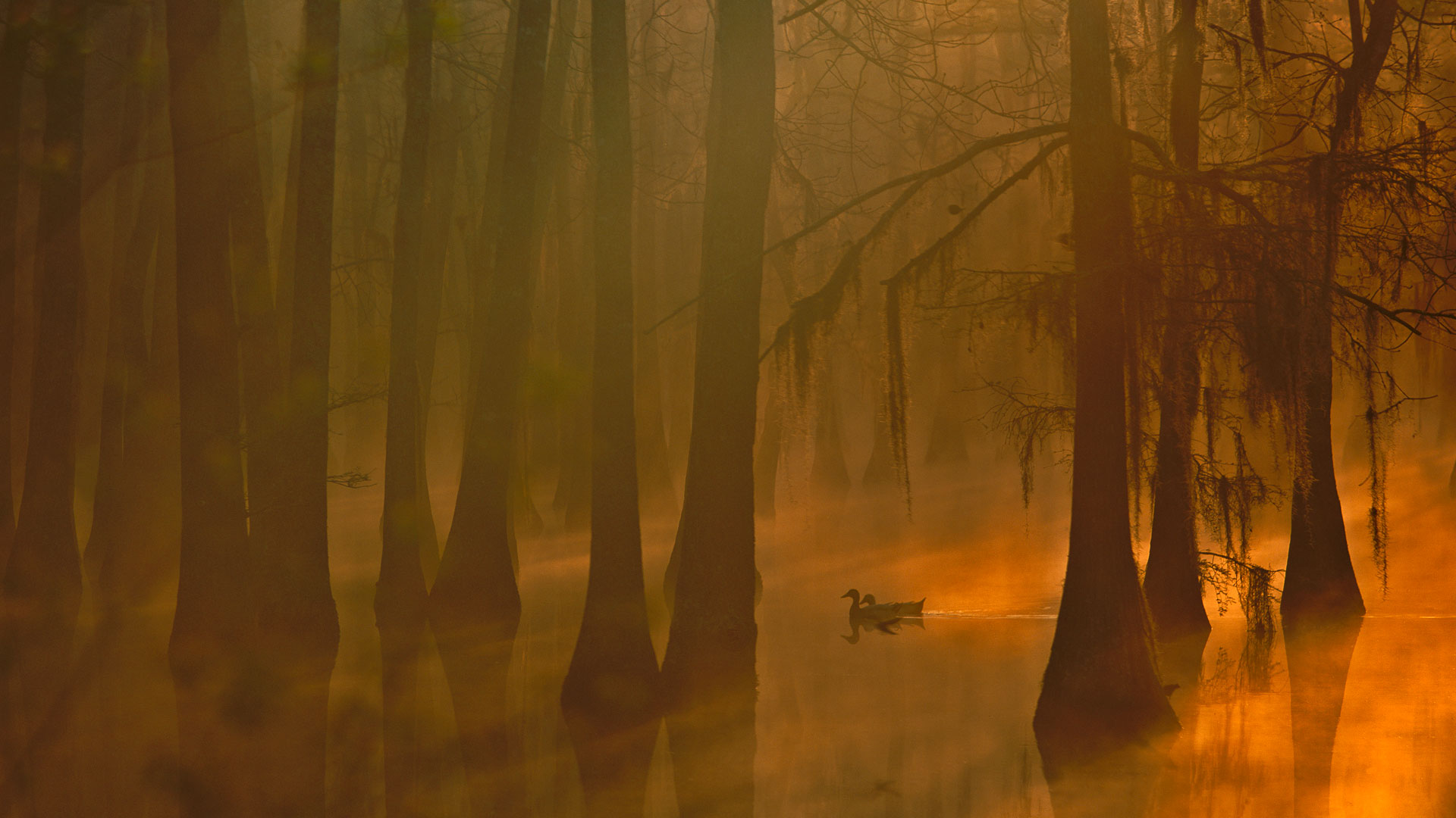 Mallards in a cypress swamp, Calcasieu River, Louisiana, USA (© Tim Fitzharris/Minden Pictures) Bing Everyday Wallpaper 2017-10-28, WTuLMZ [Bing Everyday Wall Paper 2017-10-28] url = http://www.bing.com/az/hprichbg/rb/DucksSwamp_EN-AU7879018819_1920x1080.jpg