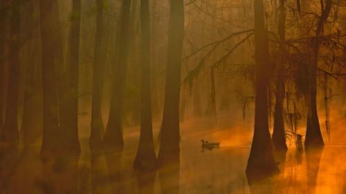 Mallards in a cypress swamp, Calcasieu River, Louisiana, USA (© Tim Fitzharris/Minden Pictures) Bing Everyday Wallpaper 2017-10-28
/tmp/UploadBetaWTuLMZ [Bing Everyday Wall Paper 2017-10-28] url = http://www.bing.com/az/hprichbg/rb/DucksSwamp_EN-AU7879018819_1920x1080.jpg

File Size (KB): 238.22 KB
Last Modified: November 26 2021 17:21:37
