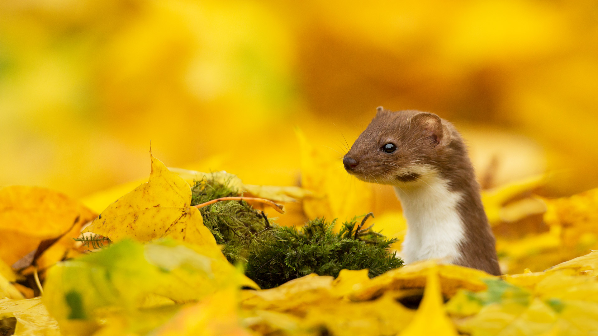 A weasel looking out of yellow leaves in autumn (© Paul Hobson/NPL/Minden) Bing Everyday Wallpaper 2017-10-31, RMqowP [Bing Everyday Wall Paper 2017-10-31] url = http://www.bing.com/az/hprichbg/rb/WeaselAutumn_ROW13368840330_1920x1080.jpg