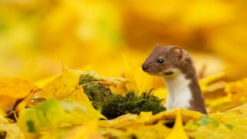 A weasel looking out of yellow leaves in autumn (© Paul Hobson/NPL/Minden) Bing Everyday Wallpaper 2017-10-31
/tmp/UploadBetaRMqowP [Bing Everyday Wall Paper 2017-10-31] url = http://www.bing.com/az/hprichbg/rb/WeaselAutumn_ROW13368840330_1920x1080.jpg

File Size (KB): 325.46 KB
Last Modified: November 26 2021 17:21:40
