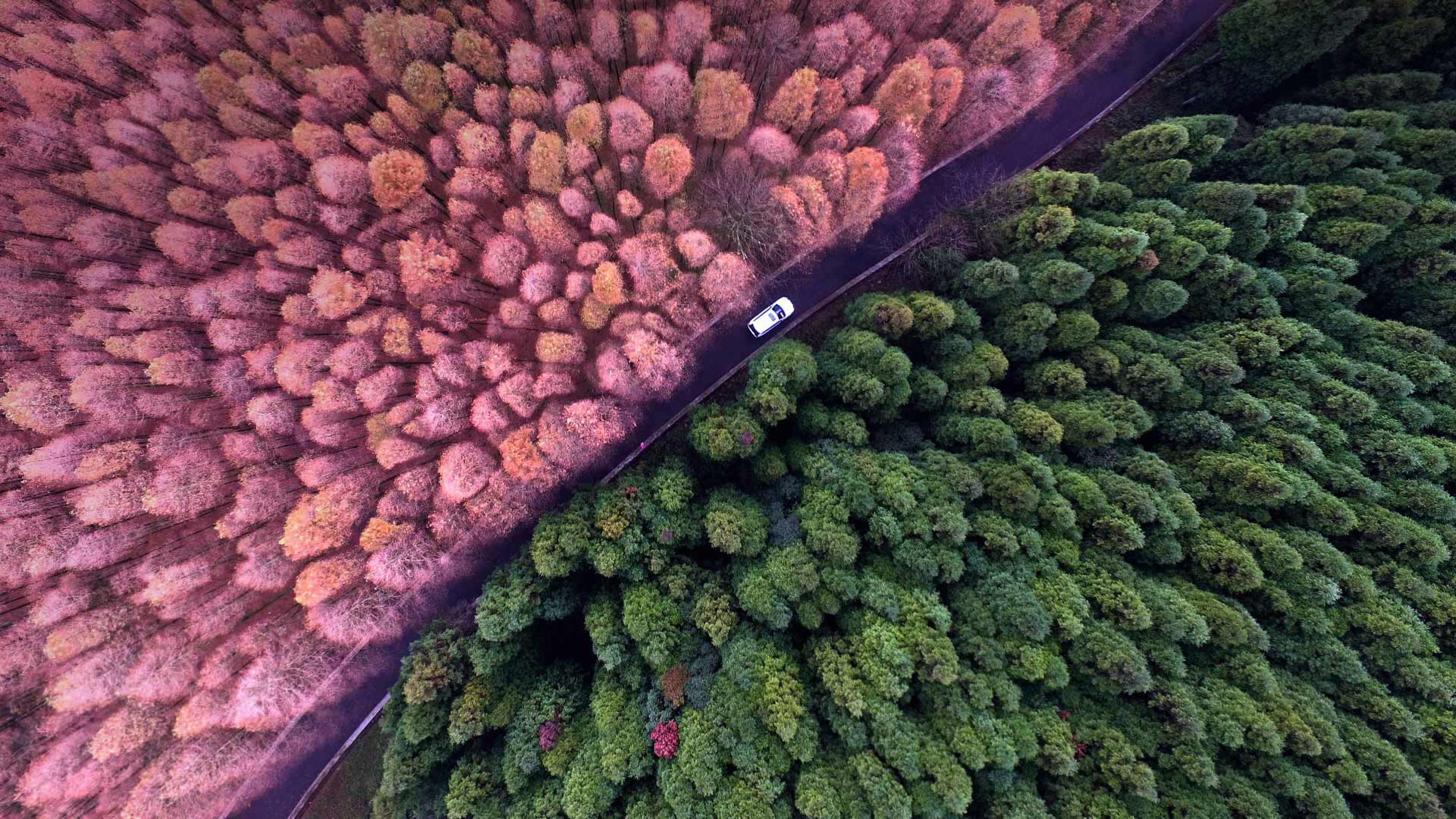 重庆郊区的山王坪喀斯特国家生态公园，中国 (© Chen Chao/Getty Images) Bing Everyday Wallpaper 2017-11-02, CI6SBZ [Bing Everyday Wall Paper 2017-11-02] url = http://www.bing.com/az/hprichbg/rb/ShanwangpingKarst_ZH-CN5360258756_1920x1080.jpg