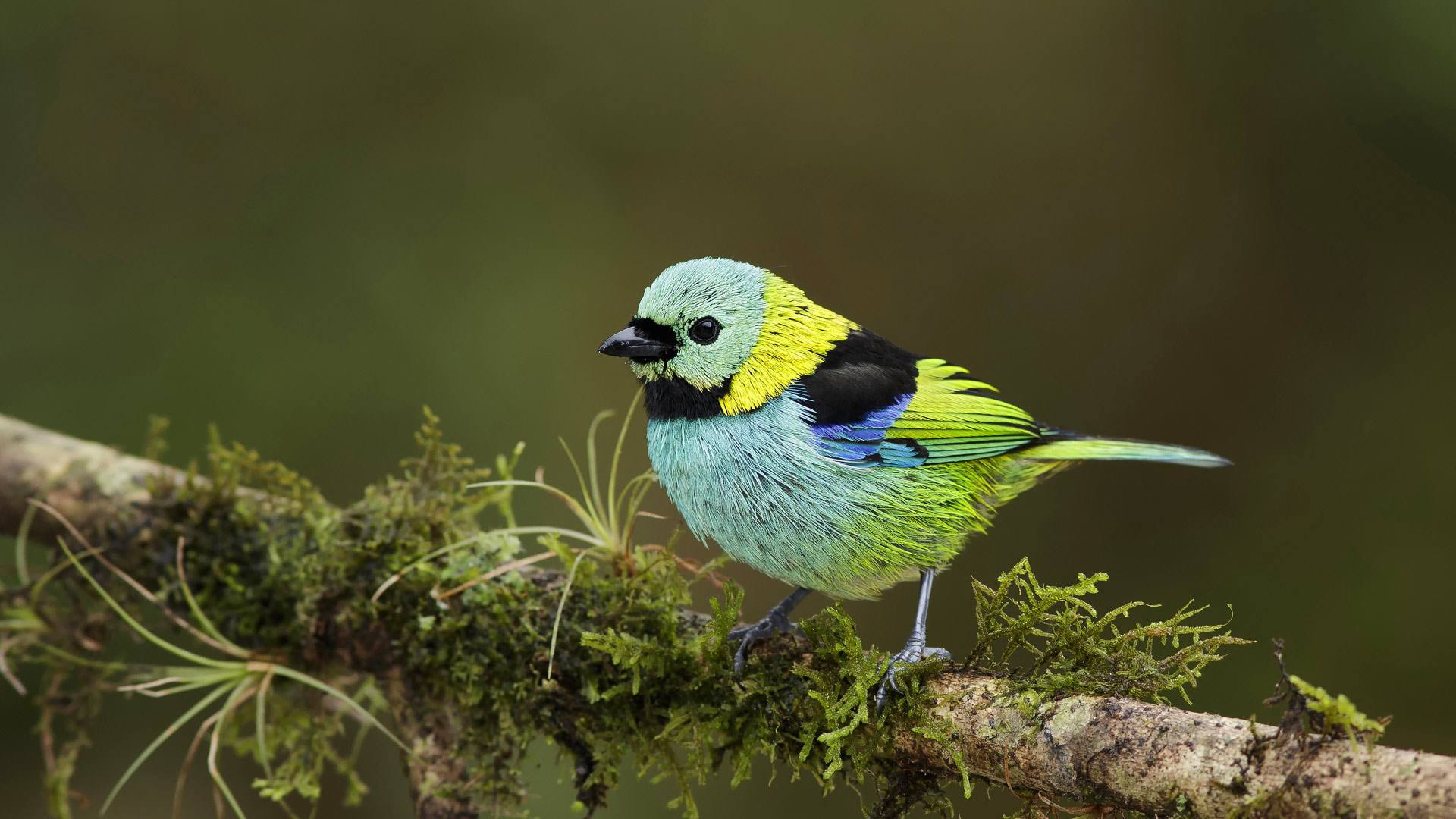 Green-headed tanager in the Atlantic Forest, Brazil (© Nate Chappel/Minden Pictures) Bing Everyday Wallpaper 2017-11-06, aFSnau [Bing Everyday Wall Paper 2017-11-06] url = http://www.bing.com/az/hprichbg/rb/GreenHeadedTanager_ROW12672846774_1920x1080.jpg