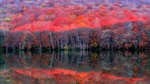 ｢晩秋の蔦沼｣青森, 十和田市 (© katsumi.takahashi/Getty Images) Bing Everyday Wallpaper 2017-11-07
/tmp/UploadBetaDsxXWc [Bing Everyday Wall Paper 2017-11-07] url = http://www.bing.com/az/hprichbg/rb/LateAutumn_JA-JP11219257747_1920x1080.jpg

File Size (KB): 318.14 KB
Last Modified: November 26 2021 17:21:43
