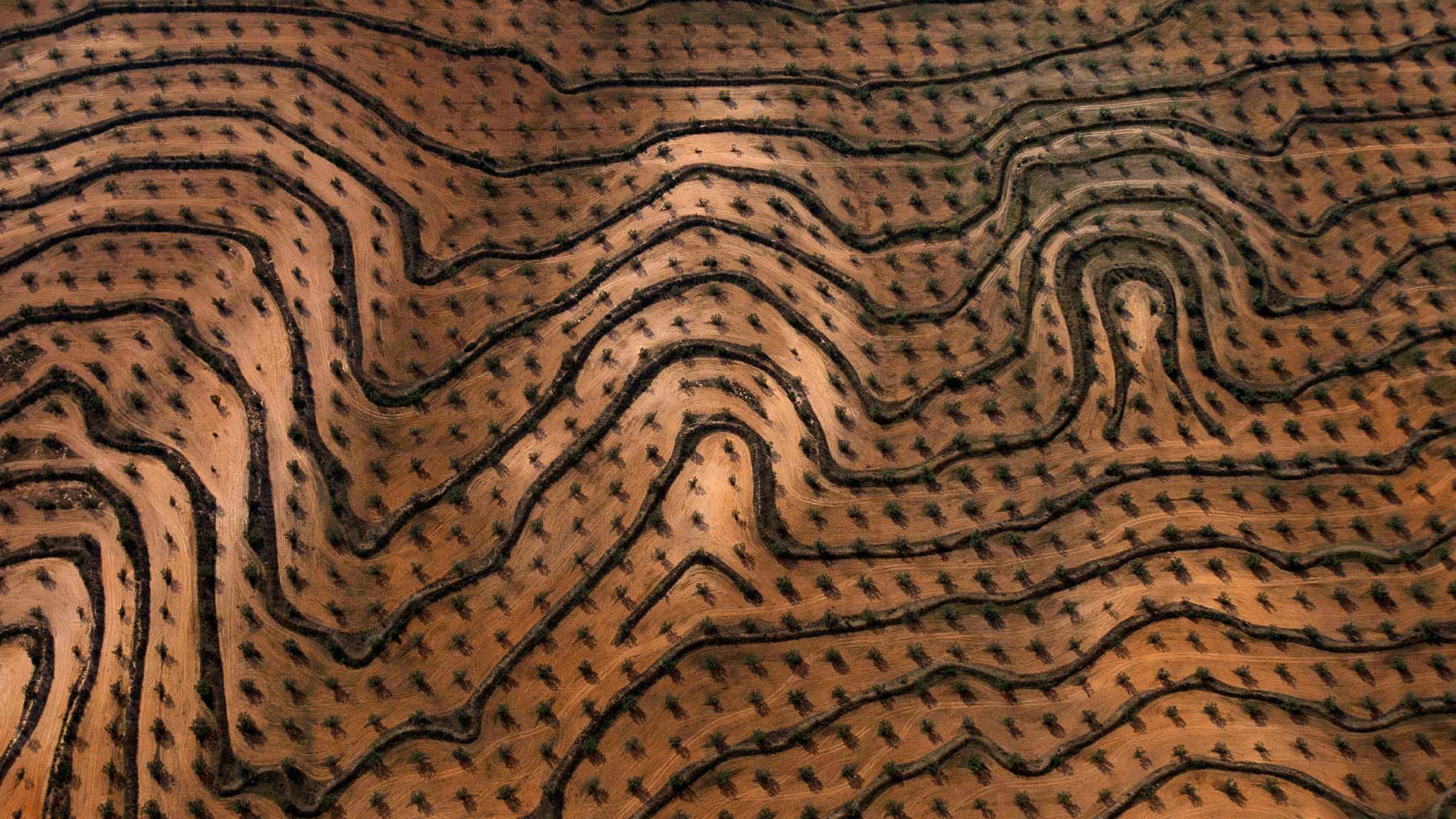 ｢オリーブ園｣チュニジア, ザグアン (© Yann Arthus-Bertrand/Getty Images) Bing Everyday Wallpaper 2017-11-12, bw8day [Bing Everyday Wall Paper 2017-11-12] url = http://www.bing.com/az/hprichbg/rb/OlivesTunisia_JA-JP12251908561_1920x1080.jpg