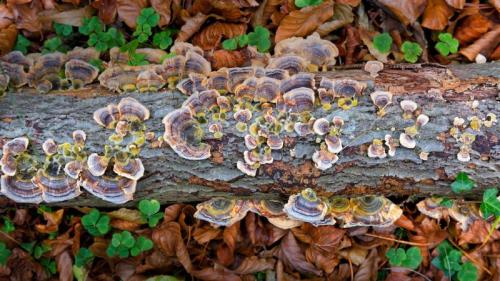Schmetterlings-Tramete im Naturschutzgebiet Parque natural de Gorbea, Spanien (© David Santiago Garcia/Aurora Photos) Bing Everyday Wallpaper 2017-11-19
/tmp/UploadBeta5ZpCIt [Bing Everyday Wall Paper 2017-11-19] url = http://www.bing.com/az/hprichbg/rb/TurkeyTail_DE-DE10651209781_1920x1080.jpg

File Size (KB): 331.4 KB
Last Modified: November 26 2021 17:21:45

