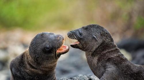 ｢ガラパゴスアシカの子どもたち｣エクアドル, サンチャゴ島 (© Tui De Roy/Minden Pictures) Bing Everyday Wallpaper 2017-11-20
/tmp/UploadBetaTLriQa [Bing Everyday Wall Paper 2017-11-20] url = http://www.bing.com/az/hprichbg/rb/PupsPlayGalapagos_JA-JP8850145565_1920x1080.jpg

File Size (KB): 333.27 KB
Last Modified: November 26 2021 17:21:44
