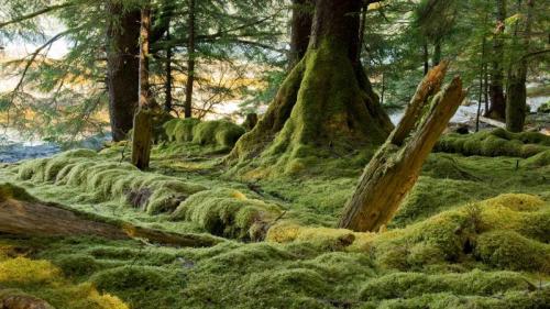 Gwaii Haanas National Park Reserve, Haida Gwaii, B.C., Canada (© Stuart McCall/Getty Images) Bing Everyday Wallpaper 2017-12-02
/tmp/UploadBetaY6r0jz [Bing Everyday Wall Paper 2017-12-02] url = http://www.bing.com/az/hprichbg/rb/GwaiiHaanas_ROW11092046872_1920x1080.jpg

File Size (KB): 290.87 KB
Last Modified: November 26 2021 17:16:20
