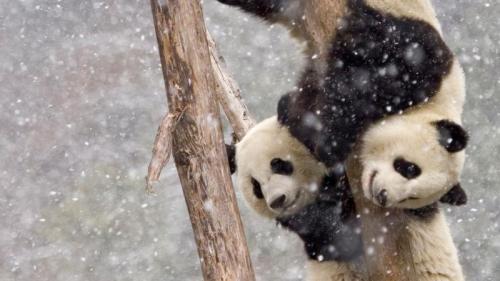 【今日大雪】暴风雪中两只在树干上攀爬的大熊猫，中国四川 (© Juan Carlos Munoz/NPL/Minden Pictures) Bing Everyday Wallpaper 2017-12-07
/tmp/UploadBetag3DONG [Bing Everyday Wall Paper 2017-12-07] url = http://www.bing.com/az/hprichbg/rb/Snow_ZH-CN11178898651_1920x1080.jpg

File Size (KB): 305.26 KB
Last Modified: November 26 2021 17:16:21
