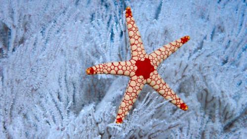A peppermint sea star in a soft coral tree near the Seychelles (© Norbert Wu/Minden Pictures) Bing Everyday Wallpaper 2017-12-10
/tmp/UploadBetajvLqt3 [Bing Everyday Wall Paper 2017-12-10] url = http://www.bing.com/az/hprichbg/rb/SeychellesCCSS_EN-GB10430664838_1920x1080.jpg

File Size (KB): 326.11 KB
Last Modified: November 26 2021 17:16:22
