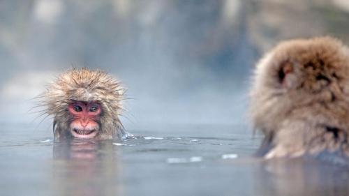 Japanese macaques in hot springs, Jigokudani Monkey Park, Japan (© Per-Gunnar Ostby/Getty Images) Bing Everyday Wallpaper 2017-12-14
/tmp/UploadBeta9iYwdQ [Bing Everyday Wall Paper 2017-12-14] url = http://www.bing.com/az/hprichbg/rb/MonkeySoak_EN-AU9655680148_1920x1080.jpg

File Size (KB): 328.23 KB
Last Modified: November 26 2021 17:16:21
