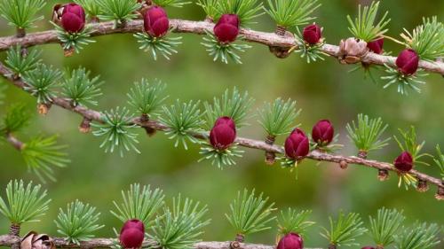 长满球果和花朵的美洲落叶松的树枝，加拿大纽芬兰 (© Bob Gibbons/Science Photo Library) Bing Everyday Wallpaper 2017-12-16
/tmp/UploadBetadvmeL7 [Bing Everyday Wall Paper 2017-12-16] url = http://www.bing.com/az/hprichbg/rb/TamarackCones_ZH-CN11326400685_1920x1080.jpg

File Size (KB): 320.71 KB
Last Modified: November 26 2021 17:16:18
