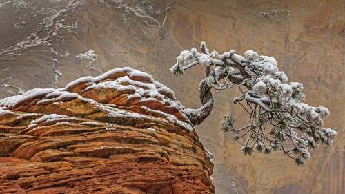 锡安国家公园的雪，美国犹他州 (© Jeff Foott/Minden Pictures) Bing Everyday Wallpaper 2017-12-29
/tmp/UploadBeta27m7CR [Bing Everyday Wall Paper 2017-12-29] url = http://www.bing.com/az/hprichbg/rb/PineZion_ZH-CN13789067332_1920x1080.jpg

File Size (KB): 329.08 KB
Last Modified: November 26 2021 17:16:18
