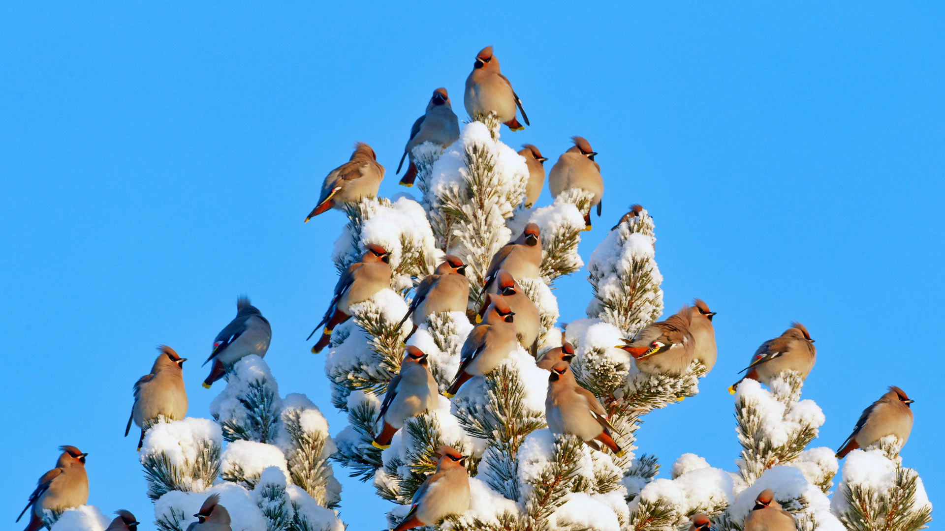 Bohemian waxwings in Kuusamo, Finland (© Markus Varesvuo/Minden Pictures) Bing Everyday Wallpaper 2018-01-05, b8ZFOb [Bing Everyday Wall Paper 2018-01-05] url = http://www.bing.com/az/hprichbg/rb/WaxwingFlock_EN-AU6364769657_1920x1080.jpg