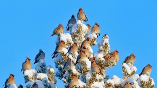 Bohemian waxwings in Kuusamo, Finland (© Markus Varesvuo/Minden Pictures) Bing Everyday Wallpaper 2018-01-05
/tmp/UploadBetab8ZFOb [Bing Everyday Wall Paper 2018-01-05] url = http://www.bing.com/az/hprichbg/rb/WaxwingFlock_EN-AU6364769657_1920x1080.jpg

File Size (KB): 326.2 KB
Last Modified: November 26 2021 18:34:56
