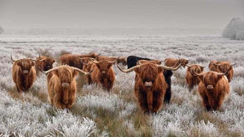 Schottische Hochlandrinder im Winter (© René van den Berg/Alamy) Bing Everyday Wallpaper 2018-01-11
/tmp/UploadBetaplMe1Q [Bing Everyday Wall Paper 2018-01-11] url = http://www.bing.com/az/hprichbg/rb/HighlandCattle_DE-DE7703511621_1920x1080.jpg

File Size (KB): 326.33 KB
Last Modified: November 26 2021 18:34:57
