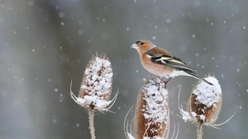 A chaffinch perched on a snow-covered teasel in Kent (© Robert Canis/Minden Pictures) Bing Everyday Wallpaper 2018-01-27
/tmp/UploadBetaBVwR5b [Bing Everyday Wall Paper 2018-01-27] url = http://www.bing.com/az/hprichbg/rb/CommonChaffinch_EN-GB7589664915_1920x1080.jpg

File Size (KB): 323.87 KB
Last Modified: November 26 2021 18:34:58
