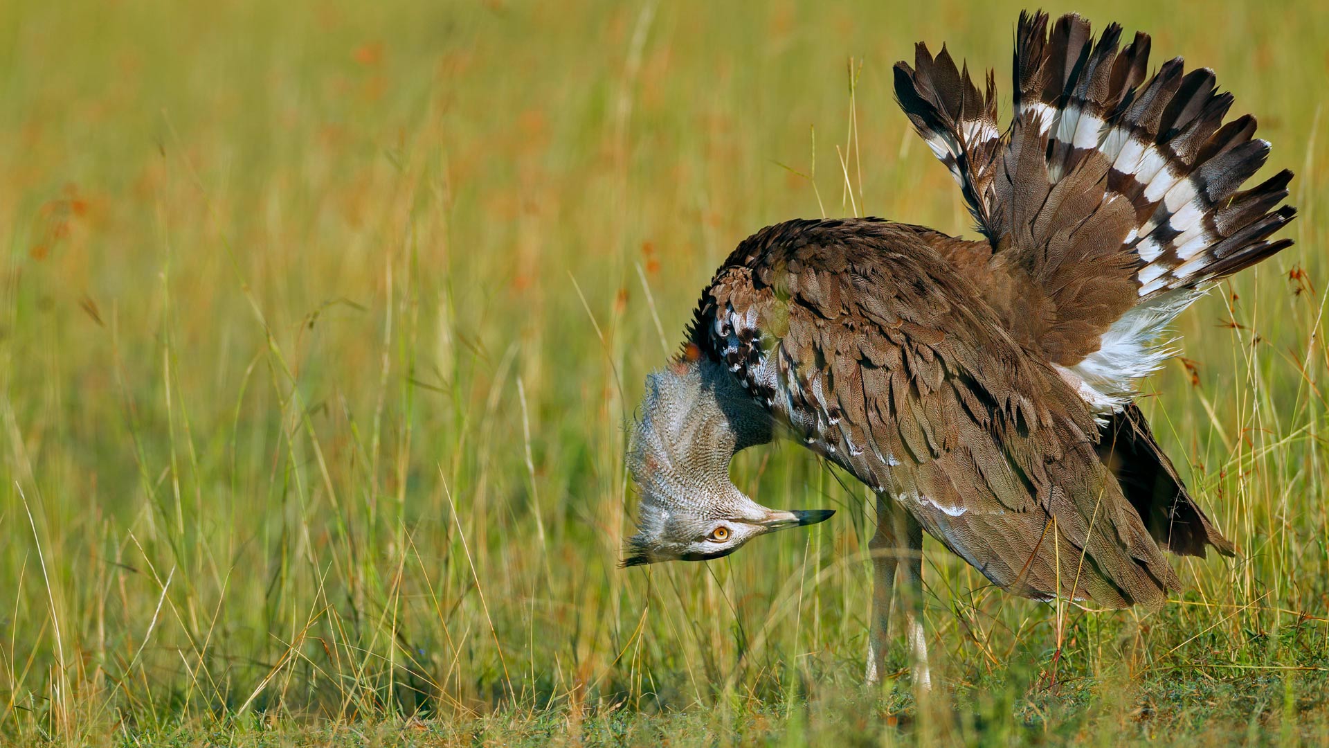 Male kori bustard, Maasai Mara National Reserve, Kenya (© Christina Krutz/Masterfile) Bing Everyday Wallpaper 2018-02-04, ji9JFw [Bing Everyday Wall Paper 2018-02-04] url = http://www.bing.com/az/hprichbg/rb/KoriBustard_EN-AU8843828523_1920x1080.jpg