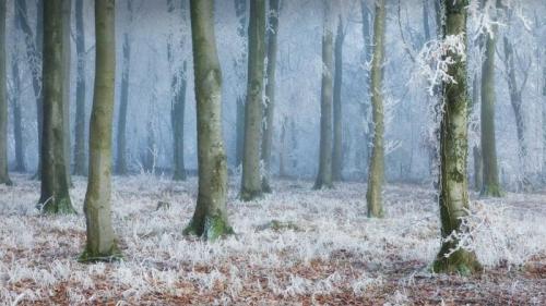 Common beech woodland in Compton Abbas, Dorset (© Guy Edwardes/2020VISION/Minden Pictures) Bing Everyday Wallpaper 2018-02-06
/tmp/UploadBetawMouFV [Bing Everyday Wall Paper 2018-02-06] url = http://www.bing.com/az/hprichbg/rb/BeechWoods_EN-GB9873261166_1920x1080.jpg

File Size (KB): 325.34 KB
Last Modified: November 26 2021 18:34:45

