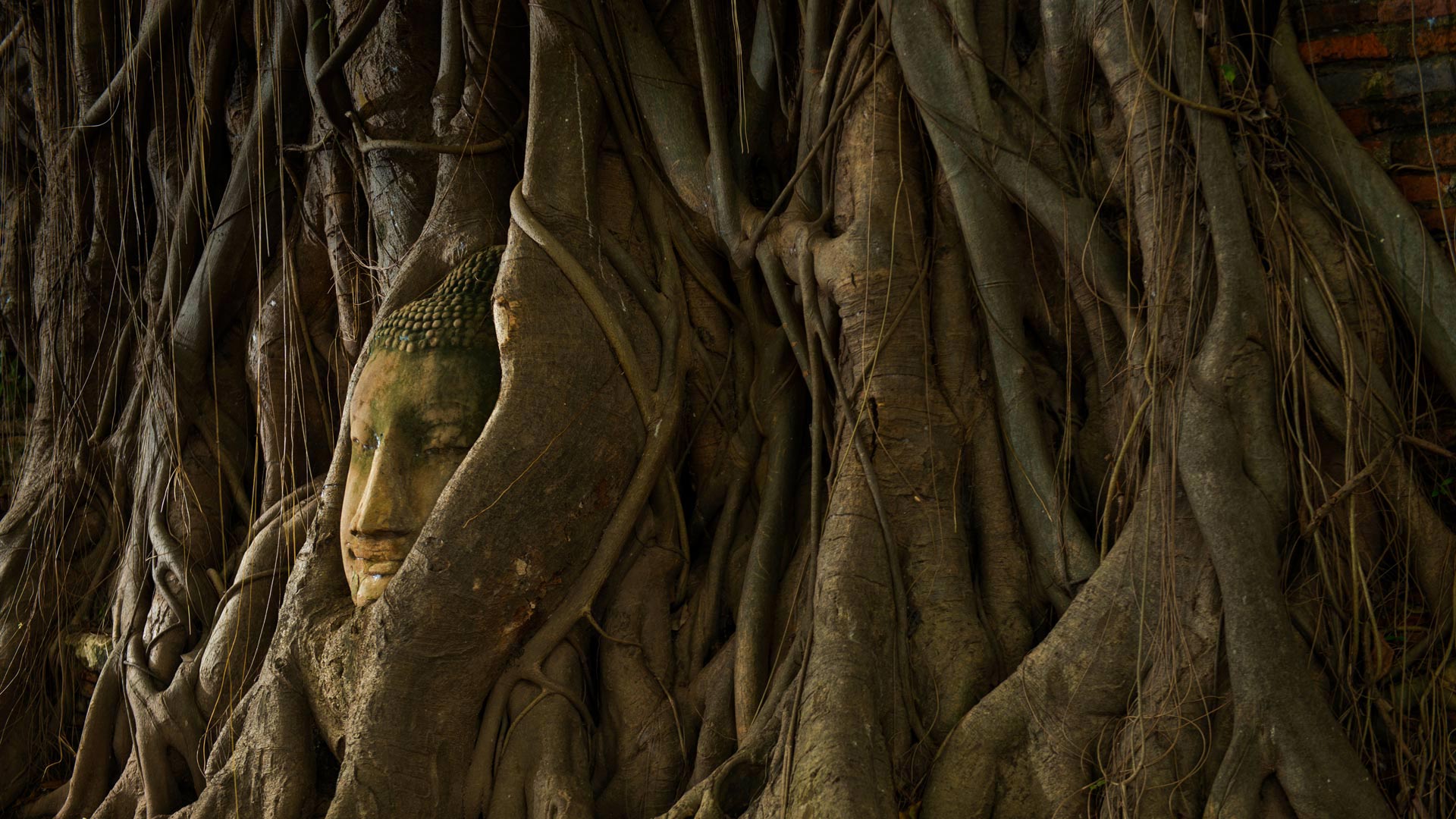 阿瑜陀耶城内的“树中佛像”，泰国 (© Garret Suhrie/Tandem Stills + Motion) Bing Everyday Wallpaper 2018-02-20, GQarOg [Bing Everyday Wall Paper 2018-02-20] url = http://www.bing.com/az/hprichbg/rb/AyuttayaBuddha_ZH-CN8897274980_1920x1080.jpg