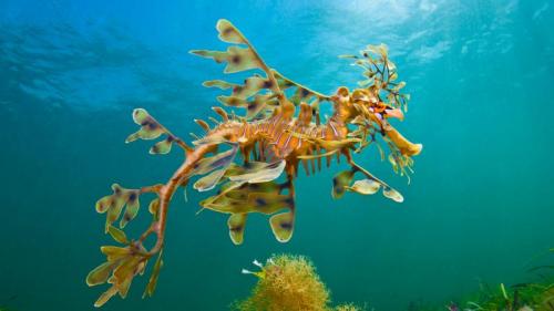 Großer Fetzenfisch in den Gewässern vor Wool Bay, Australien (© Alex Mustard/Minden Pictures) Bing Everyday Wallpaper 2018-02-25
/tmp/UploadBetaULn9mm [Bing Everyday Wall Paper 2018-02-25] url = http://www.bing.com/az/hprichbg/rb/WoolBaySeadragon_DE-DE12559454946_1920x1080.jpg

File Size (KB): 331.08 KB
Last Modified: November 26 2021 18:34:46
