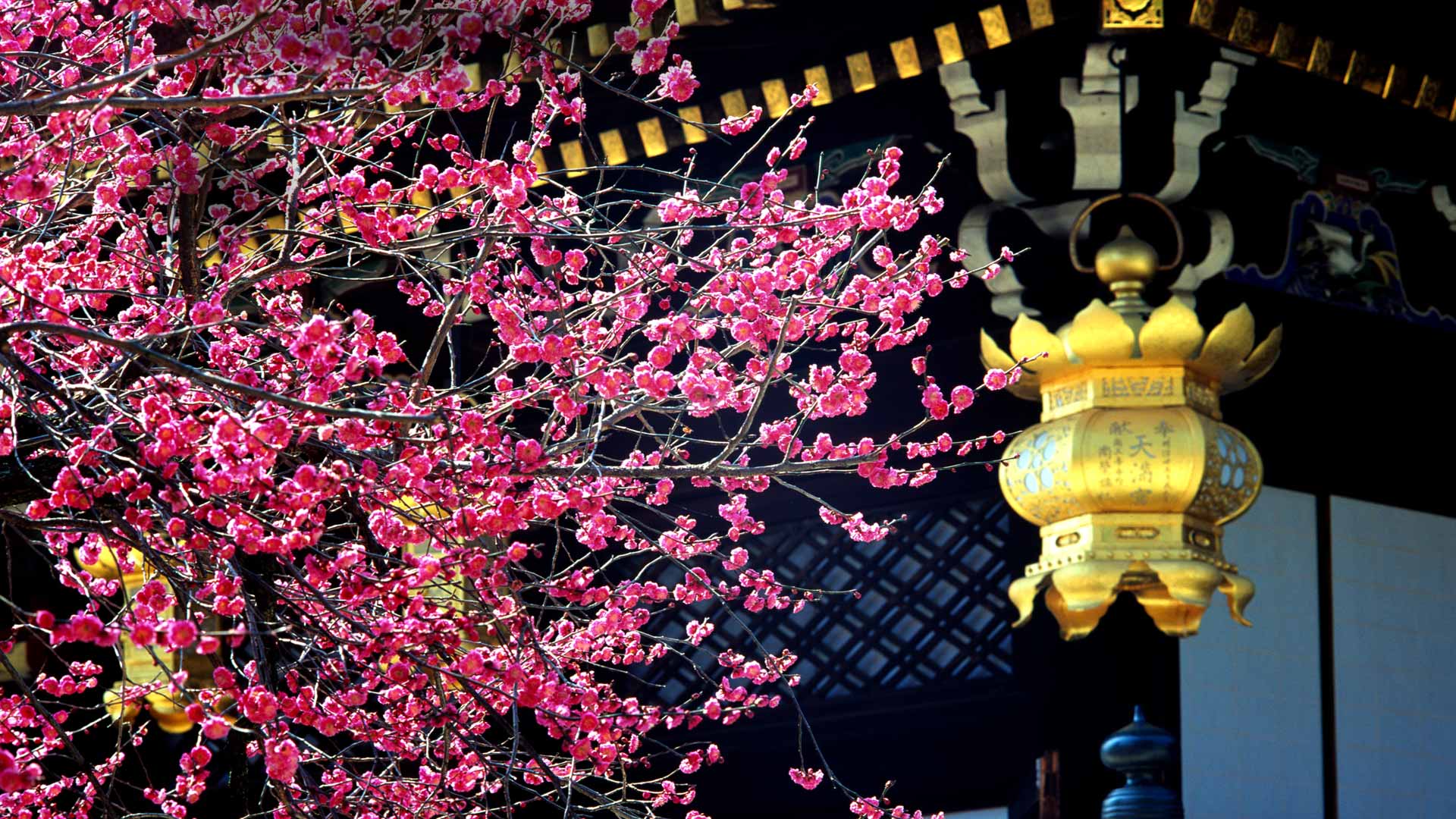 ｢北野天満宮の梅｣京都, 上京区 (© JTB MEDIA CREATION, Inc./Alamy Stock Photo) Bing Everyday Wallpaper 2018-02-25, YlHpnb [Bing Everyday Wall Paper 2018-02-25] url = http://www.bing.com/az/hprichbg/rb/PlumFestival_JA-JP10978201727_1920x1080.jpg