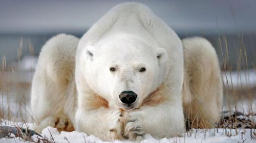 A polar bear near Churchill, Manitoba, Canada (© Alberto Ghizzi Panizza/Minden Pictures) Bing Everyday Wallpaper 2018-02-27
/tmp/UploadBetao2aNcb [Bing Everyday Wall Paper 2018-02-27] url = http://www.bing.com/az/hprichbg/rb/ChurchillPB_EN-AU9374200792_1920x1080.jpg

File Size (KB): 330.28 KB
Last Modified: November 26 2021 18:34:45
