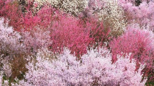 ｢花見山公園｣福島, 福島市 (© JTB MEDIA CREATION, Inc./Alamy Stock Photo) Bing Everyday Wallpaper 2018-03-03
/tmp/UploadBeta0qZ64O [Bing Everyday Wall Paper 2018-03-03] url = http://www.bing.com/az/hprichbg/rb/HanamiyamaCherry_JA-JP12426775962_1920x1080.jpg

File Size (KB): 316.06 KB
Last Modified: November 26 2021 18:35:19
