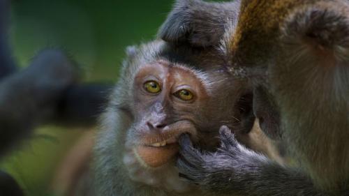 Crab-eating macaque in Bako National Park, Malaysia (© Anup Shah/Minden Pictures) Bing Everyday Wallpaper 2018-03-06
/tmp/UploadBetagmbs2v [Bing Everyday Wall Paper 2018-03-06] url = http://www.bing.com/az/hprichbg/rb/LongtailedMacaque_EN-AU13267702746_1920x1080.jpg

File Size (KB): 330.01 KB
Last Modified: November 26 2021 18:35:21
