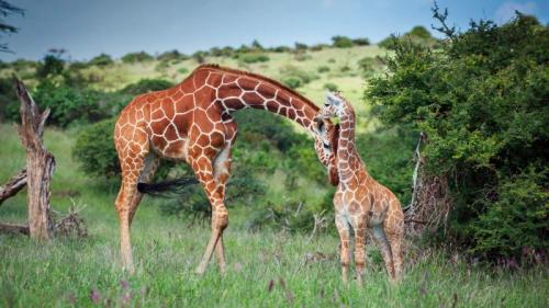 Reticulated giraffe nuzzles her calf in Lewa Wildlife Conservancy, Kenya (© Sean Crane/Minden Pictures) Bing Everyday Wallpaper 2018-03-09
/tmp/UploadBetatSx8XB [Bing Everyday Wall Paper 2018-03-09] url = http://www.bing.com/az/hprichbg/rb/ReticulatedGiraffe_ROW11237623592_1920x1080.jpg

File Size (KB): 325.83 KB
Last Modified: November 26 2021 18:35:21
