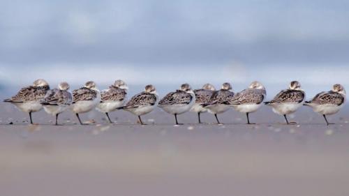 Schlafende Sanderlinge am Strand von Terschelling, Niederlande (© Inge van der Wulp/Minden Pictures) Bing Everyday Wallpaper 2018-03-11
/tmp/UploadBetaqdSjUE [Bing Everyday Wall Paper 2018-03-11] url = http://www.bing.com/az/hprichbg/rb/Sanderlings_DE-DE8499525582_1920x1080.jpg

File Size (KB): 251.03 KB
Last Modified: November 26 2021 18:35:20
