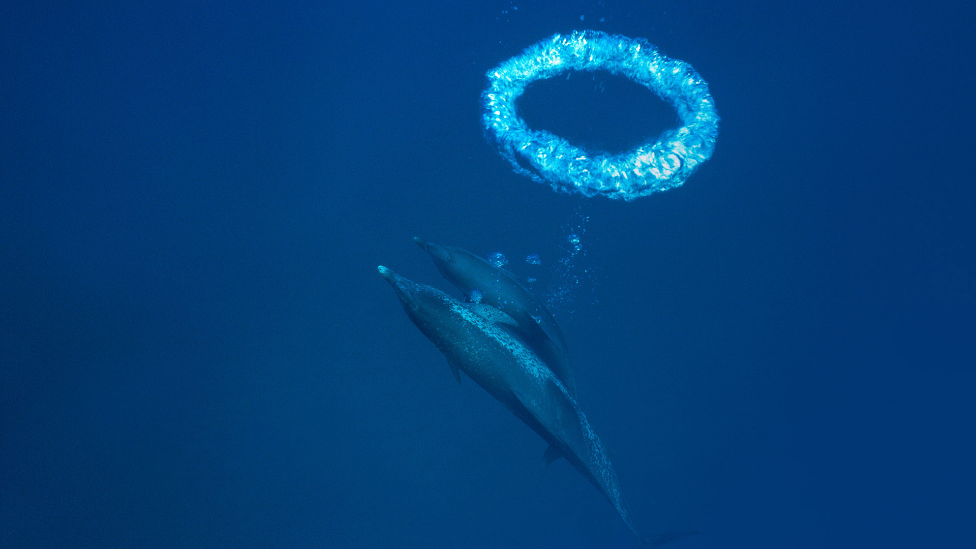 小巴哈马浅滩中的大西洋花斑原海豚和气泡环，巴哈马 (© Hiroya Minakuchi/Minden Pictures) Bing Everyday Wallpaper 2018-03-14, 790Mxi [Bing Everyday Wall Paper 2018-03-14] url = http://www.bing.com/az/hprichbg/rb/ToroidalBubble_ZH-CN10711997835_1920x1080.jpg