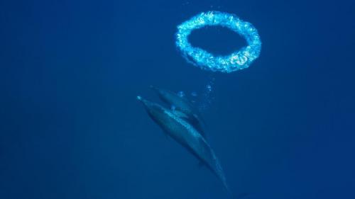 小巴哈马浅滩中的大西洋花斑原海豚和气泡环，巴哈马 (© Hiroya Minakuchi/Minden Pictures) Bing Everyday Wallpaper 2018-03-14
/tmp/UploadBeta790Mxi [Bing Everyday Wall Paper 2018-03-14] url = http://www.bing.com/az/hprichbg/rb/ToroidalBubble_ZH-CN10711997835_1920x1080.jpg

File Size (KB): 221.34 KB
Last Modified: November 26 2021 18:35:17
