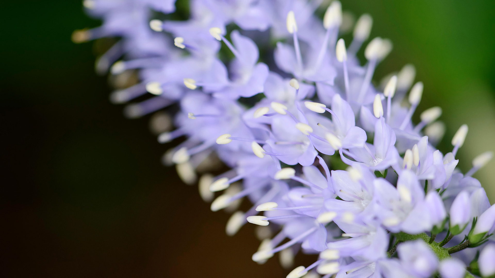 Langblättriger Ehrenpreis (Veronica longifolia) in der Nahaufnahme (© JIPEN/Alamy Stock Photo) Bing Everyday Wallpaper 2018-03-20, G80jaL [Bing Everyday Wall Paper 2018-03-20] url = http://www.bing.com/az/hprichbg/rb/VeronicaLongifolia_DE-DE13359183582_1920x1080.jpg