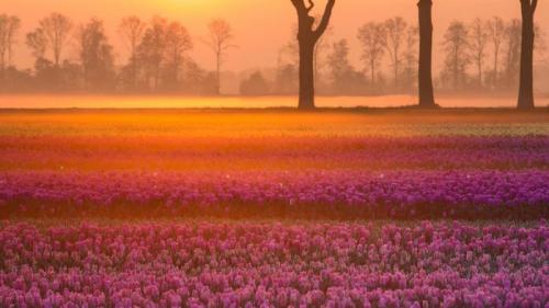 赫罗洛村附近的郁金香，荷兰德伦特省 (© plainpicture/Buiten-Beeld/Karin Broekhuijsen) Bing Everyday Wallpaper 2018-03-20
/tmp/UploadBeta4a0Ykk [Bing Everyday Wall Paper 2018-03-20] url = http://www.bing.com/az/hprichbg/rb/TulipsEquinox_ZH-CN11213785857_1920x1080.jpg

File Size (KB): 335.67 KB
Last Modified: November 26 2021 18:35:20
